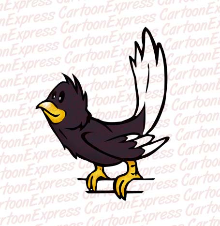 birds collection